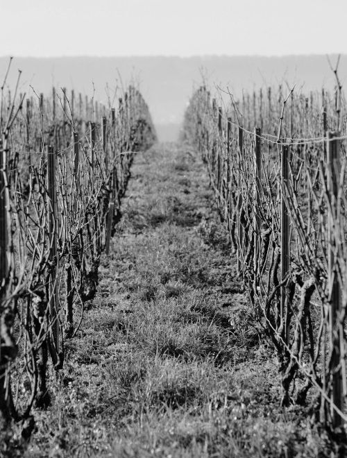 Vignes Champagne Solemme rang au repos